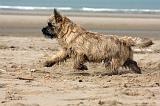 CAIRN TERRIER 362